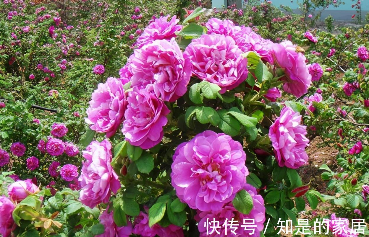 茉莉|“漂亮花”，养人又养心，好看又好吃，是老中医的最爱