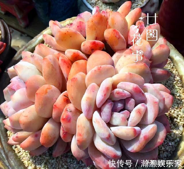 烂根|9种花,12月要“控水、断肥”,不注意烂根黄叶,活不到开春