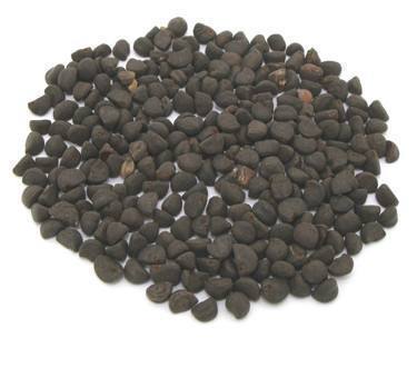 咳嗽|墙角不起眼的花,种子能治病腰疼、水肿、咳嗽用它就行