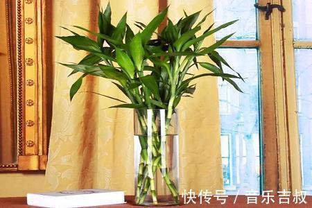 水培|这5种花,漂亮又好养,放卧室客厅都合适,还能净化空气,很实用