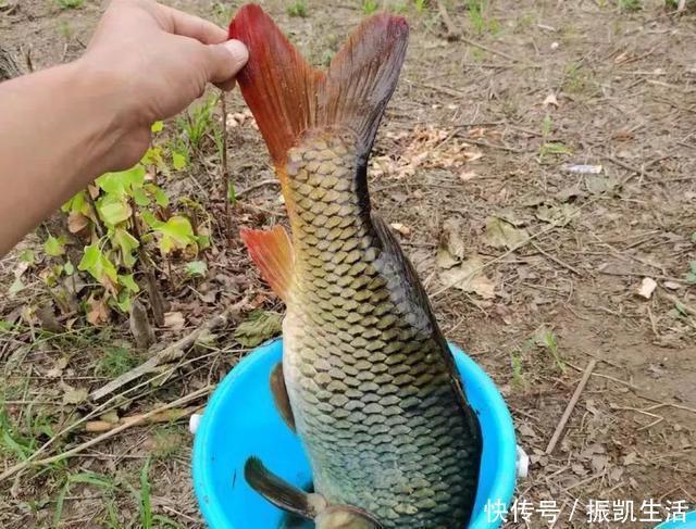 野钓|理想中的钓鱼VS现实中的钓鱼,新手看懵圈,老手看得扎心