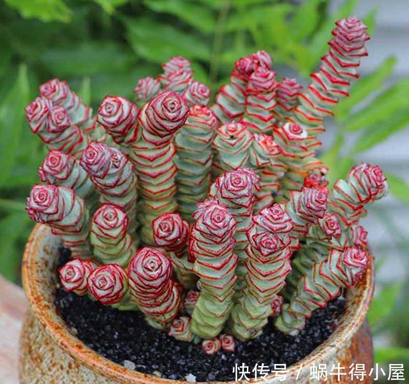 3种“钱串子”,过年买一盆,满盆“铜钱钱”,来年有财发