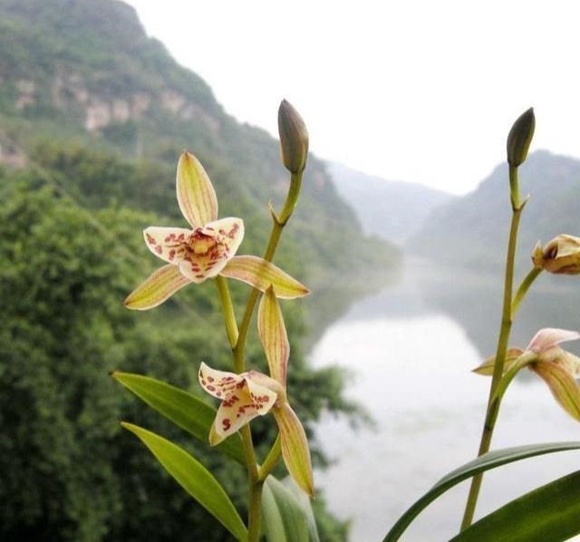 兰花喜欢“三垃圾”，土里埋一点，不烂根猛窜芽，爆出一圈大花苞