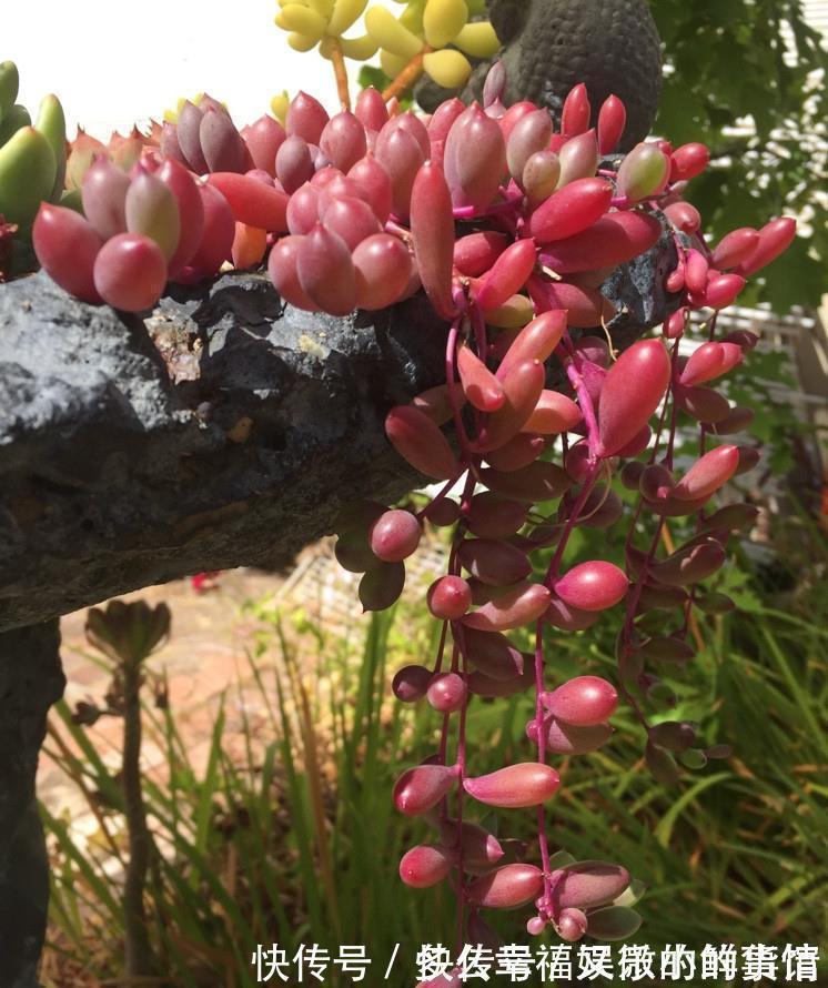 3种“养不死”的花,适合新手,不只是好养,关键很漂亮