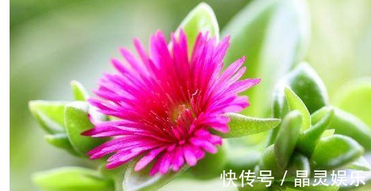 牡丹吊兰|它们都叫吊兰，但是比吊兰好看一百倍，是垂吊观花赏叶的佳品