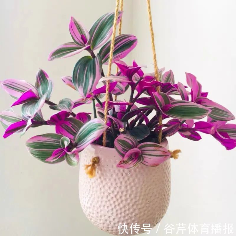 5种漂亮的花,适合养在家里,好养又吉祥,光照少一些也能长得好