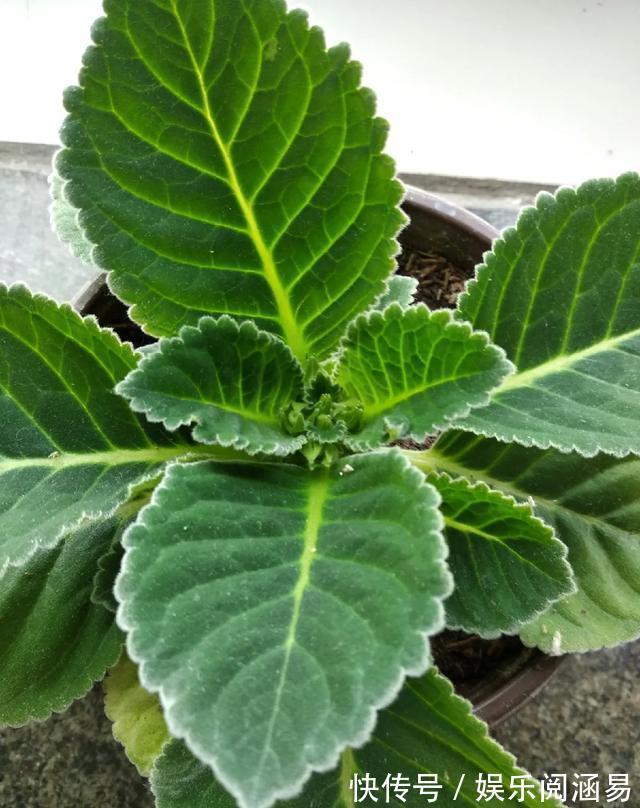 夏天|10种不能淋雨的花，淋完雨就死，盆栽养花注意事项