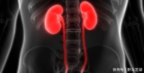 华子|水喝多了尿就多?肾功能正常的人,多长时间把水变成尿?
