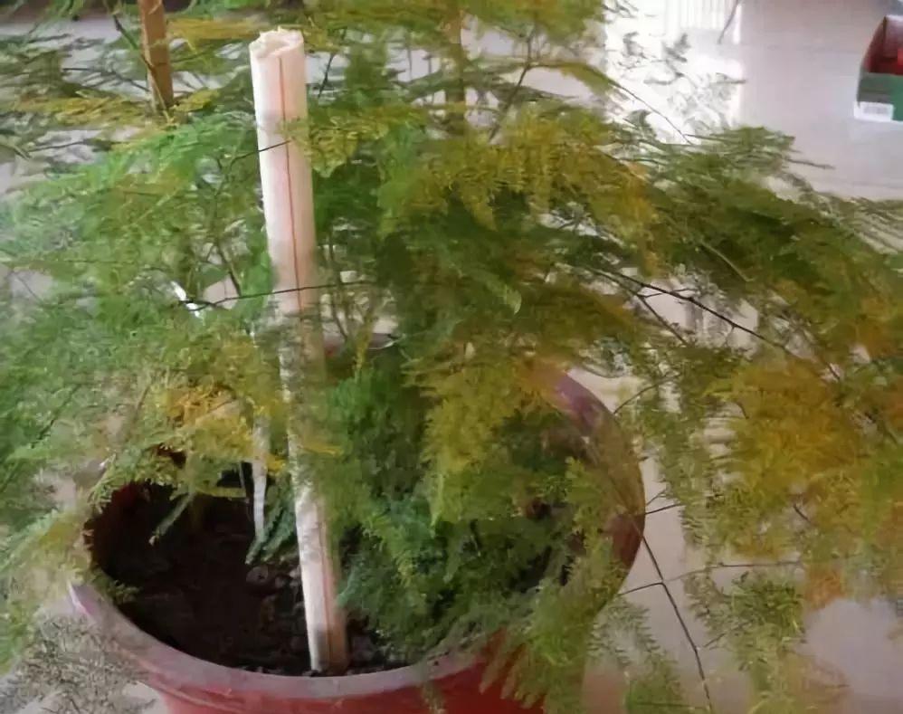 入冬后,这些花别折腾,越折腾越死