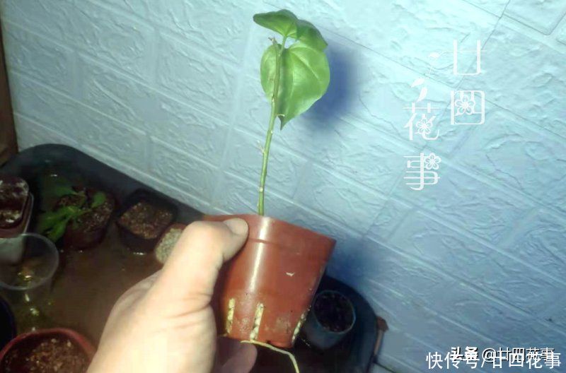 叶片|4种花，趁着七月扦插一波，生根快好成活，明年阳台变花海