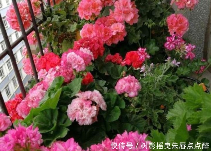 兰花兰花|养花就养这几款，花姿妖娆，四季繁花似锦，姿色艳丽