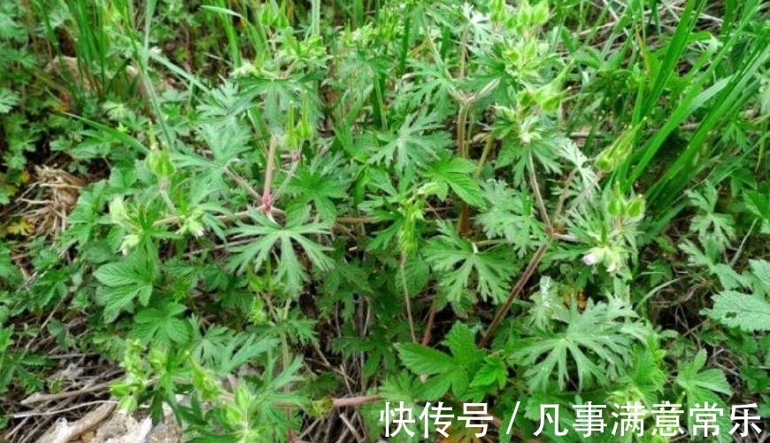 风湿|这野草全身通红,农民见了就拔,殊不知价值珍贵,能治老风湿