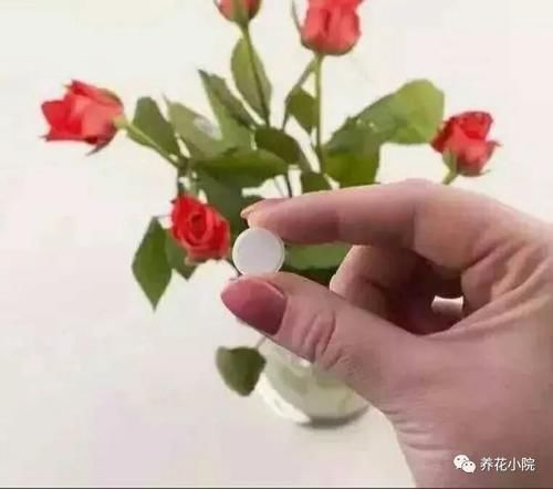 在家自己制作花肥，方法简单，营养全面，养什么花都旺盛