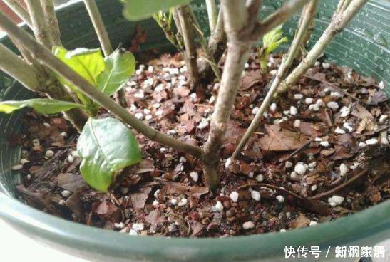 花卉|给花配土换盆的时候,4种东西别乱加,不然花卉难养好