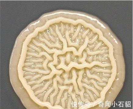 小孩|8岁小孩出去玩,回家不洗手按了个手印,妈妈培养48小时后