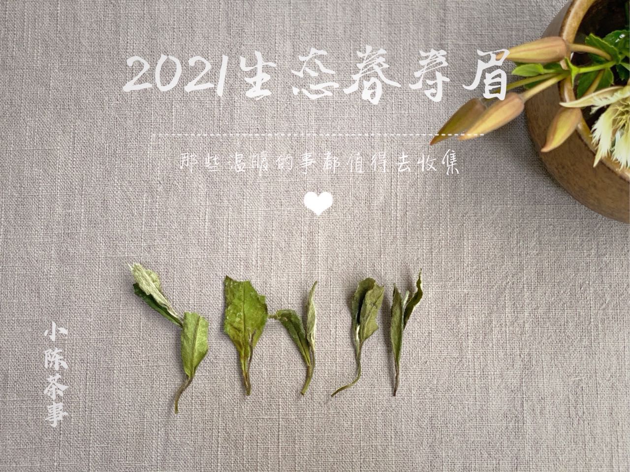 判断|从白毫银针、白牡丹到寿眉，村姑陈传授，判断白茶品类的技巧