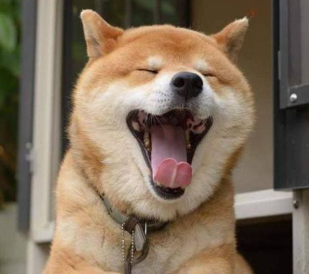 三国演义中#老祖宗的忠告:“喂狗别喂饱”是什么意思?其实后半句才是重点