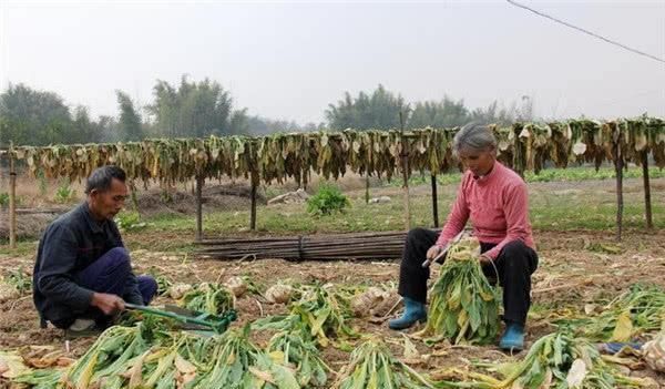 北方再普通不过的咸菜,为什么到了南方被叫做“鲍鱼”