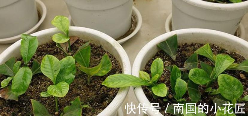 适合秋季扦插的4种花，掌握住方法，成活率比其他季节高得多