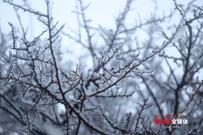 春雪满山坡，岱宗展新颜