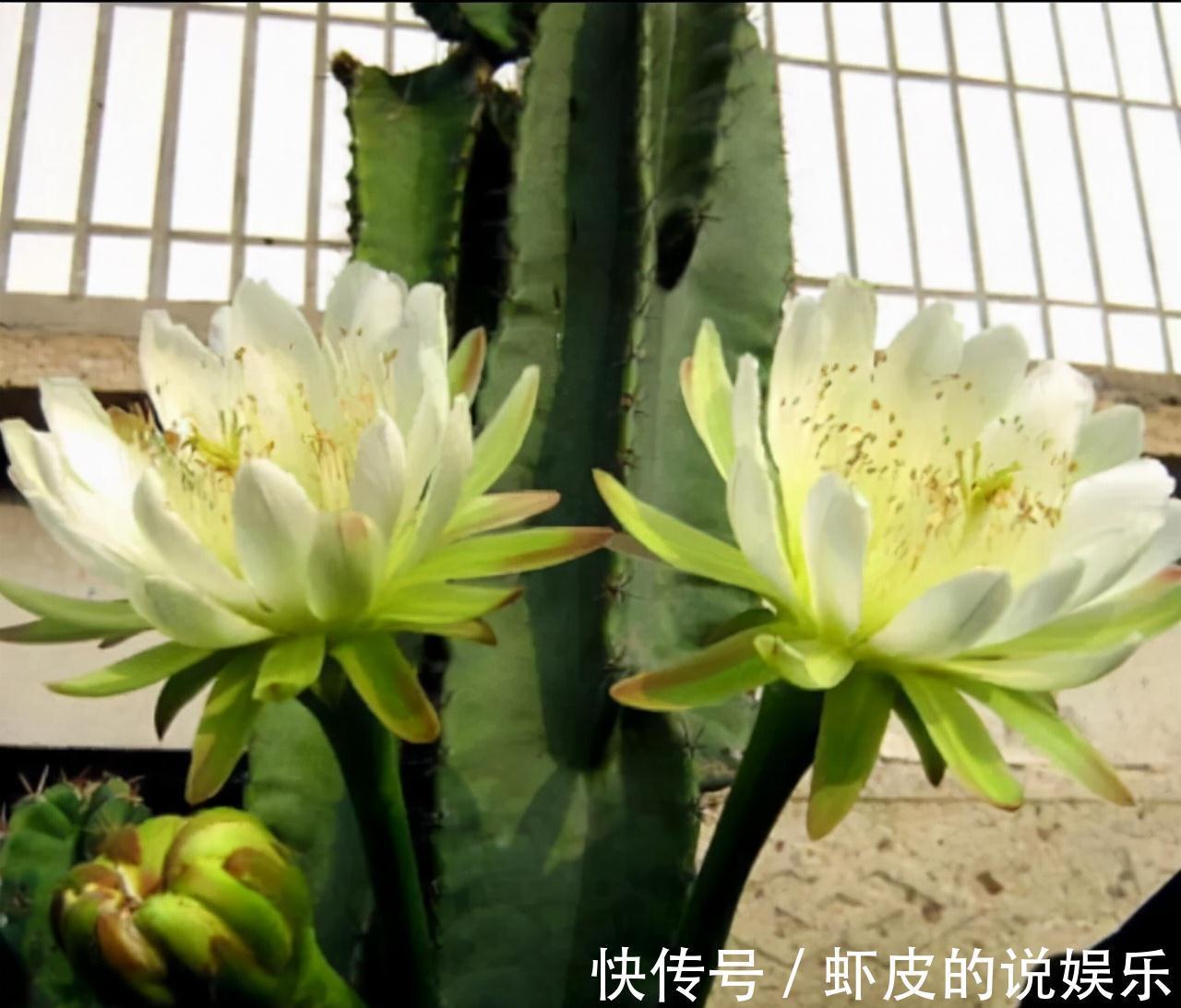 寿命长的“3种花”，最喜欢用小盆栽种，盆越“小”长得越好