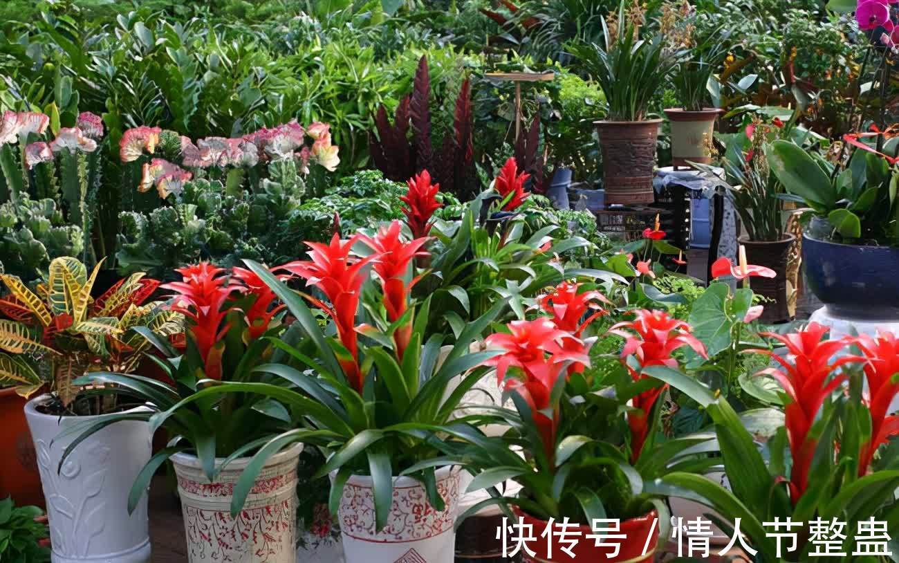 12种花，建议养一盆，不仅吸收废气，还有“旺财添福”的美好寓意