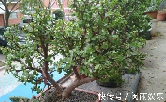 马齿觅|阳台盆栽花卉,怕难度大、开花少就养盆金枝玉叶,可赏花观叶