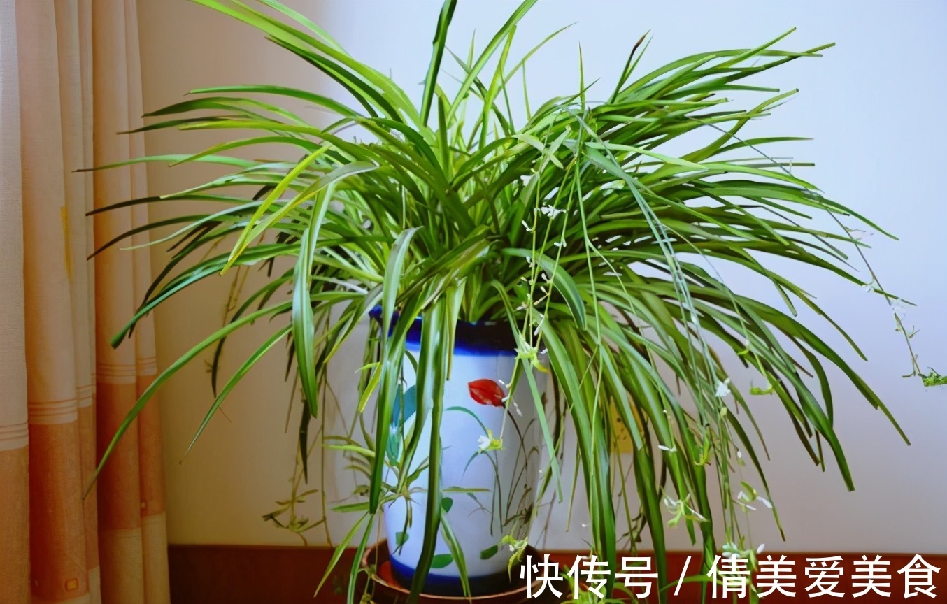 虎尾兰|人养花，花也养人，4种花是空气卫士，养在家里一级棒