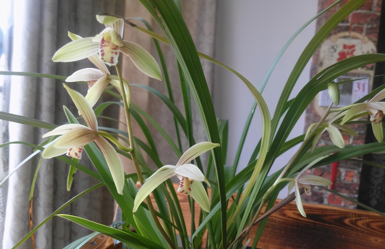 施肥|兰花淋雨长得好?不,有利有弊,掌握住尺度比施肥管用