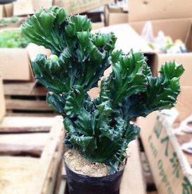 酒瓶兰|3种被人误会的“丑花”,霸气侧漏寓意好,镇宅招财又平安