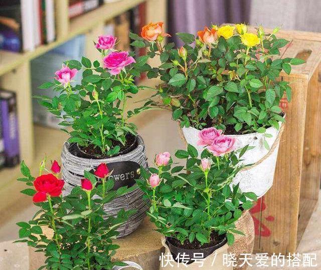 小月季|5种漂亮花,都是“激素花”,好看难养活,开完花就扔