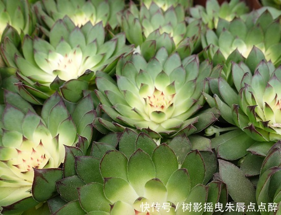 多肉,有什么肉,你知道吗