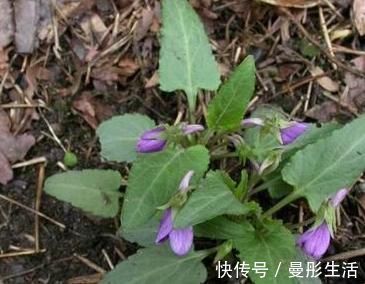 农村|农村以下常见的野草,能清热解毒,凉血消肿,清肝明目,你认识吗