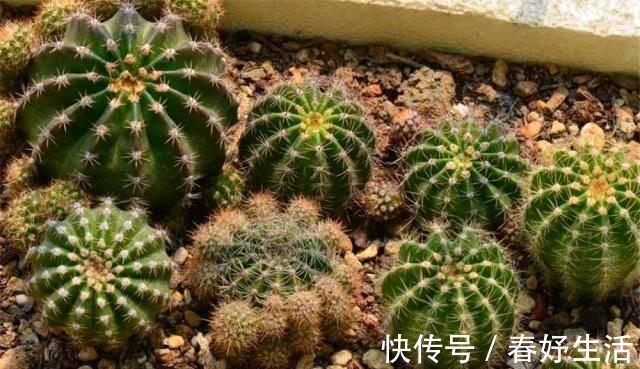 用白糖、白醋来养花,全都比不过1勺“白粉末”,除虫沤肥效果好