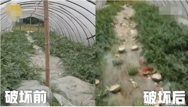 华人|儿子抢别人鸡排吃,妈妈一旁帮腔护短,女孩的回答让妈妈后背发凉
