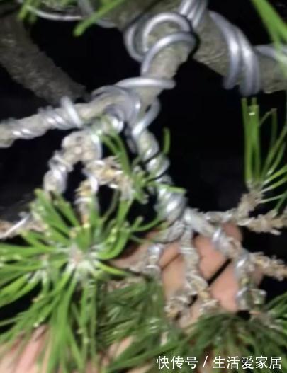松针|玩盆景不玩松到老一场空，不懂造型，修剪，到老还是空空空