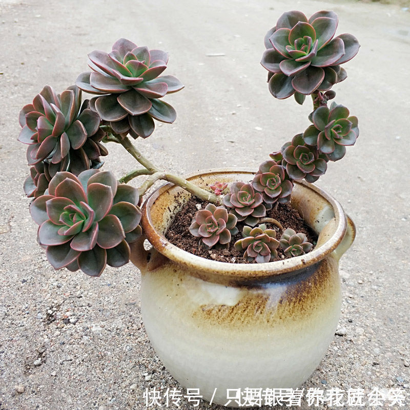 夏季|一棵多肉变老桩的整个过程，只需1年，就能养成