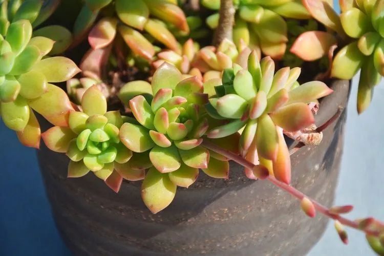 面朝大海的多肉们,在四季变迁中生生不息!