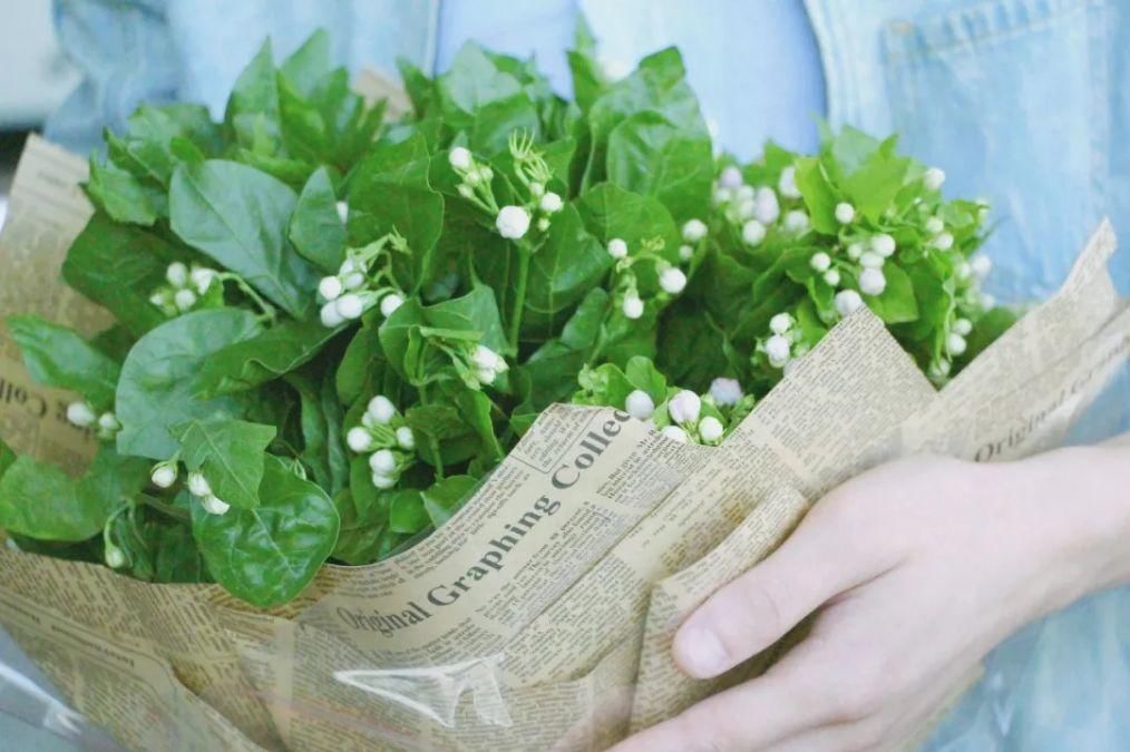 养茉莉花，记住这几点，让其枝繁叶茂，花开一茬接一茬