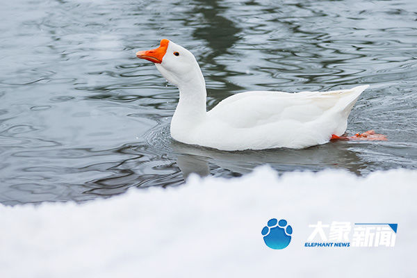 我慢慢地品 雪落下的声音|图集| 雪地