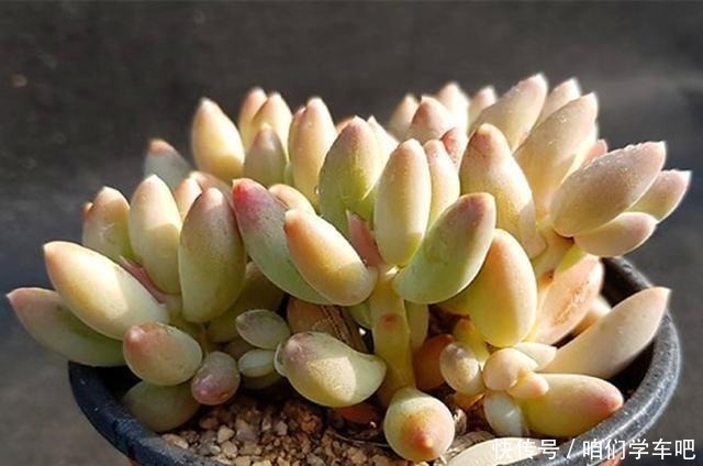 多肉|多肉植物里的“六大美人”,我家养了几棵,有些确实难养!