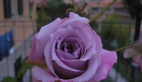  值得|3种富贵花，好养如绿萝，花色绚丽多彩，开花勤寓意好，很值得养