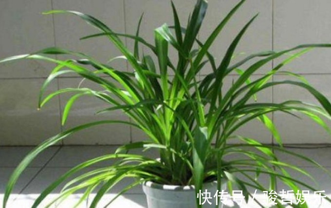 绿萝|这药片2元钱买100片,1个月后叶子疯长,大白根窜满盆!