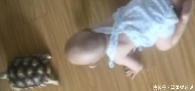 乌龟|小宝宝耍懒不愿爬,妈妈买了只乌龟回家后,宝宝的懒病却被治好了