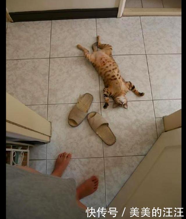 散热|家里地板凉,猫咪就四脚朝天躺着散热,好像在家里颓废的我!
