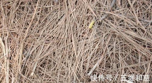 养好茶花，别选错土壤，不然茶花就没有然后了