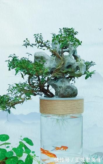 一棵矮霸李氏樱桃,微小型盆景也能观花赏果