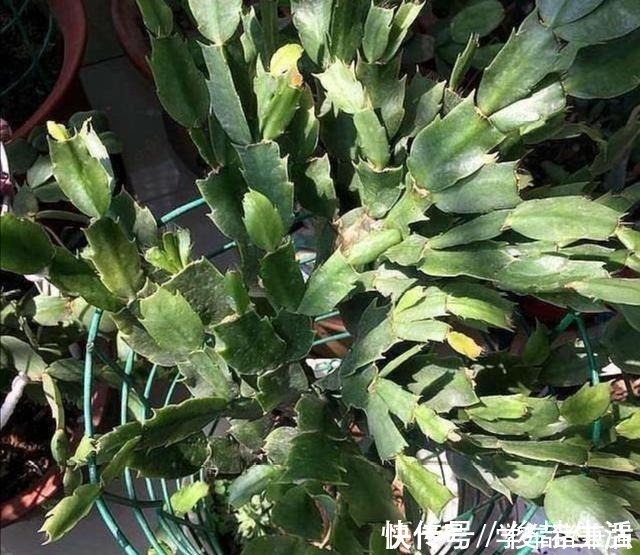 浇水|天热了,蟹爪兰要休眠,这几件事不能做,不然烂根枯萎!