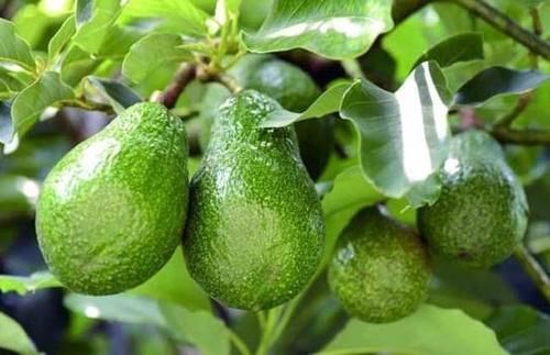 养生|人到中年,推荐3种食物,排毒抗衰,润肠通便,增强抵抗力