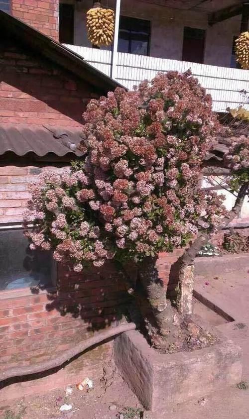 养了20年的玉树,杆子比大腿还粗,满树白花跟下雪了一样